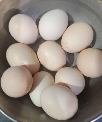 pure dasi fertile eggs