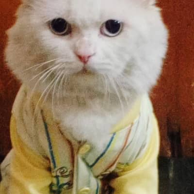 Triple Coated Male Persian Cat (Neutered & Litter Trained) - Mishu