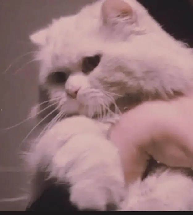 Triple Coated Male Persian Cat (Neutered & Litter Trained) - Mishu — photo 2