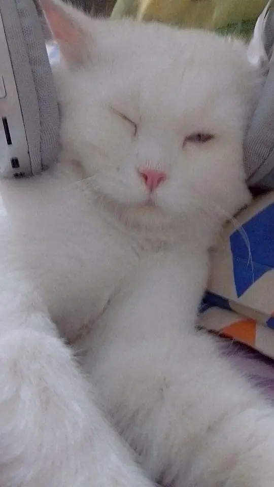 Triple Coated Male Persian Cat (Neutered & Litter Trained) - Mishu — photo 3