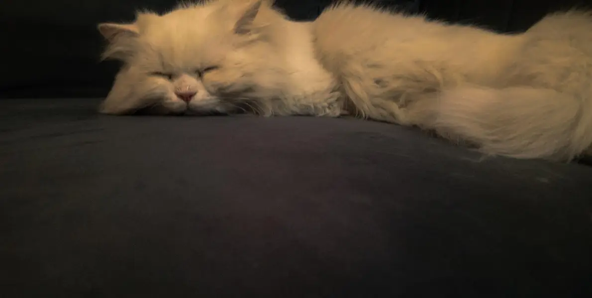 Triple Coated Male Persian Cat (Neutered & Litter Trained) - Mishu — photo 4