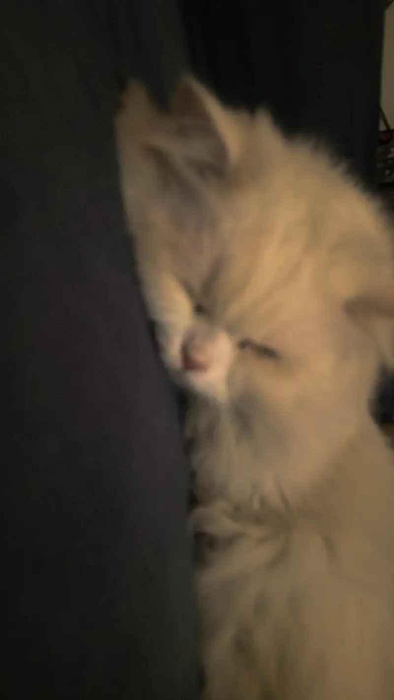 Triple Coated Male Persian Cat (Neutered & Litter Trained) - Mishu — photo 5