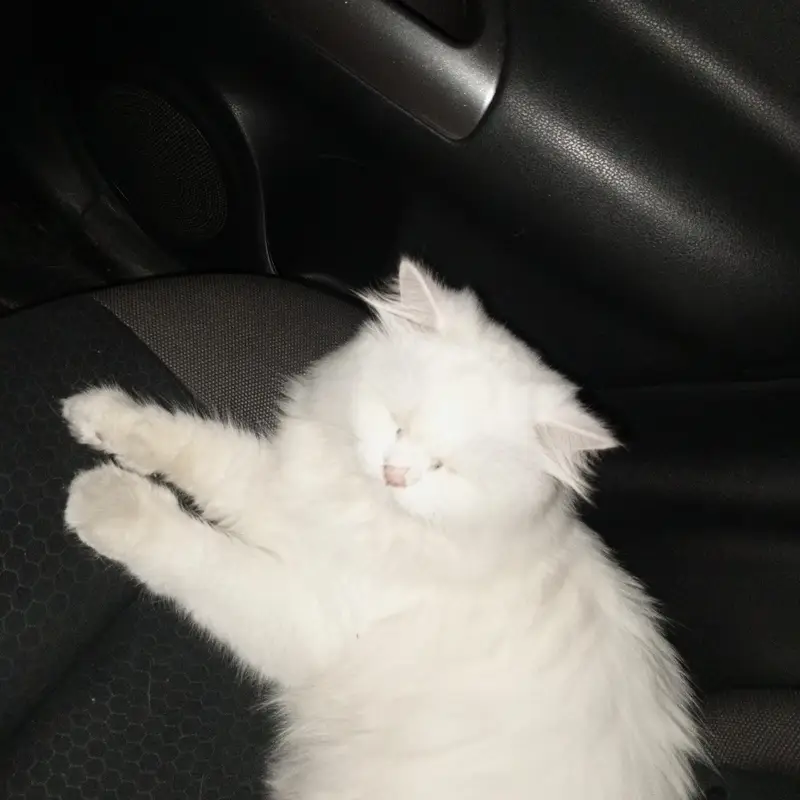 Triple Coated Male Persian Cat (Neutered & Litter Trained) - Mishu — photo 6