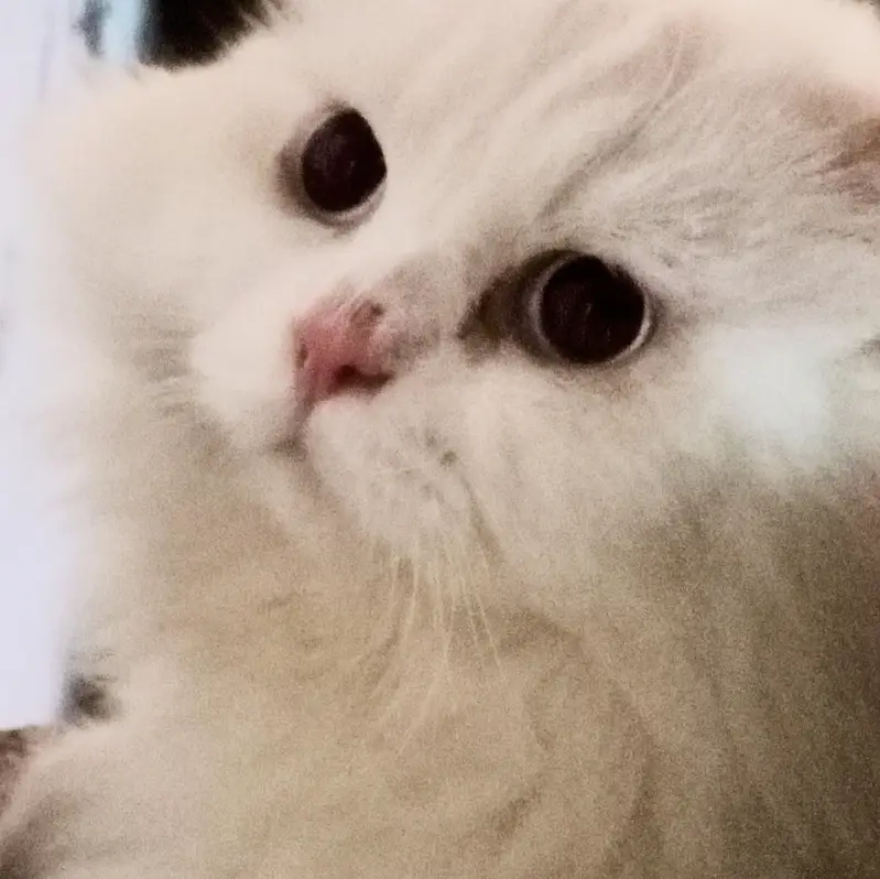 Triple Coated Male Persian Cat (Neutered & Litter Trained) - Mishu — photo 7