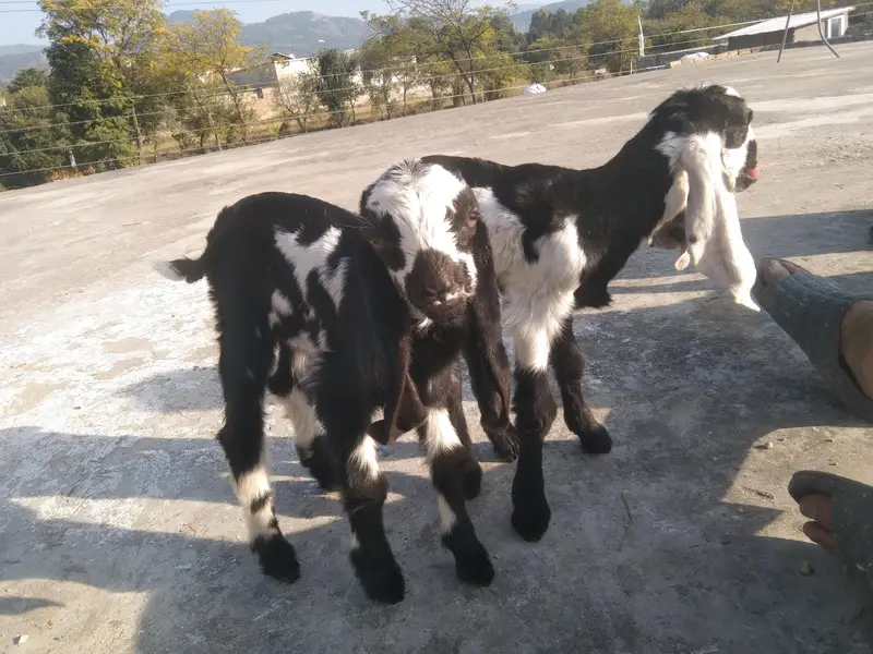 jhora ha bacho ka aik male 1female Bakri mer gai ha — photo 2