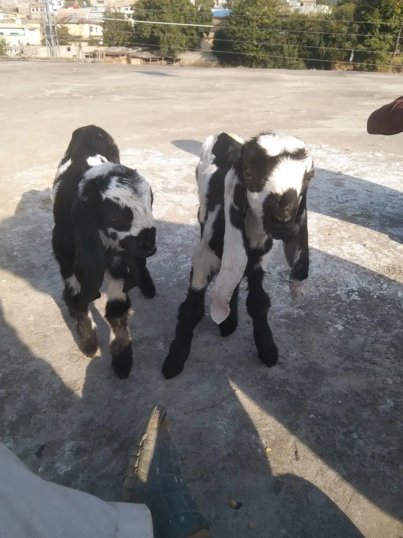 jhora ha bacho ka aik male 1female Bakri mer gai ha — photo 3