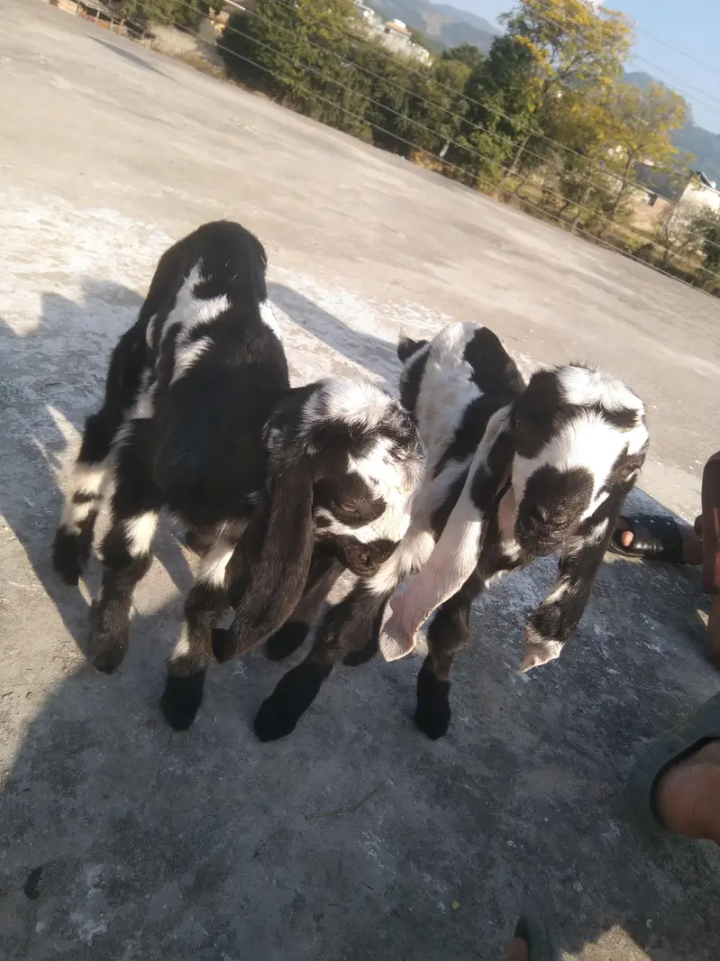 jhora ha bacho ka aik male 1female Bakri mer gai ha — photo 4