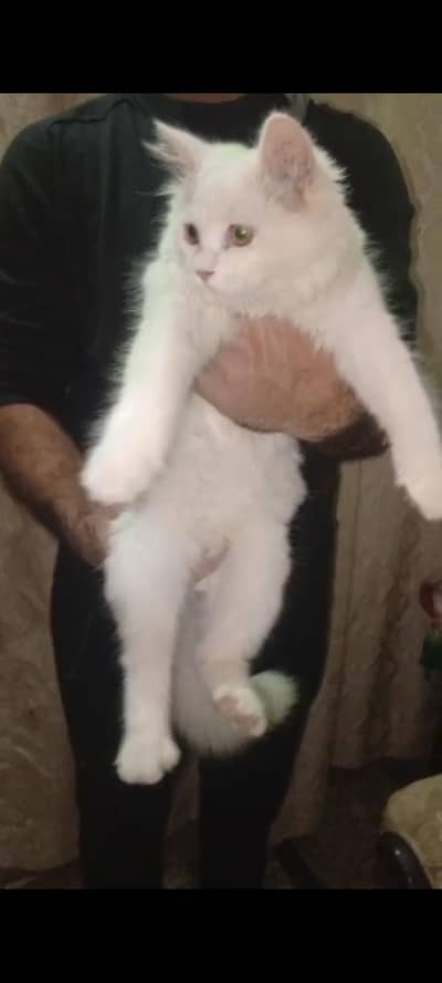 Persian cat full active n friendly n plyfull