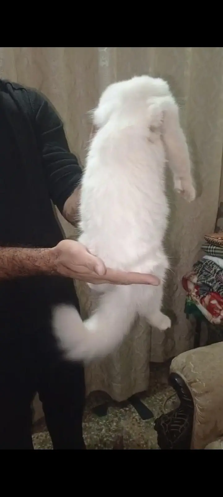 Persian cat full active n friendly n plyfull — photo 2