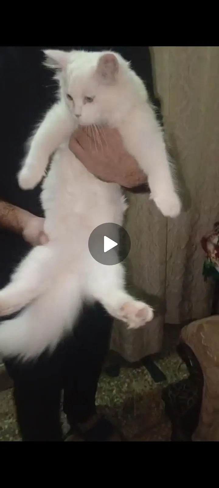 Persian cat full active n friendly n plyfull — photo 3