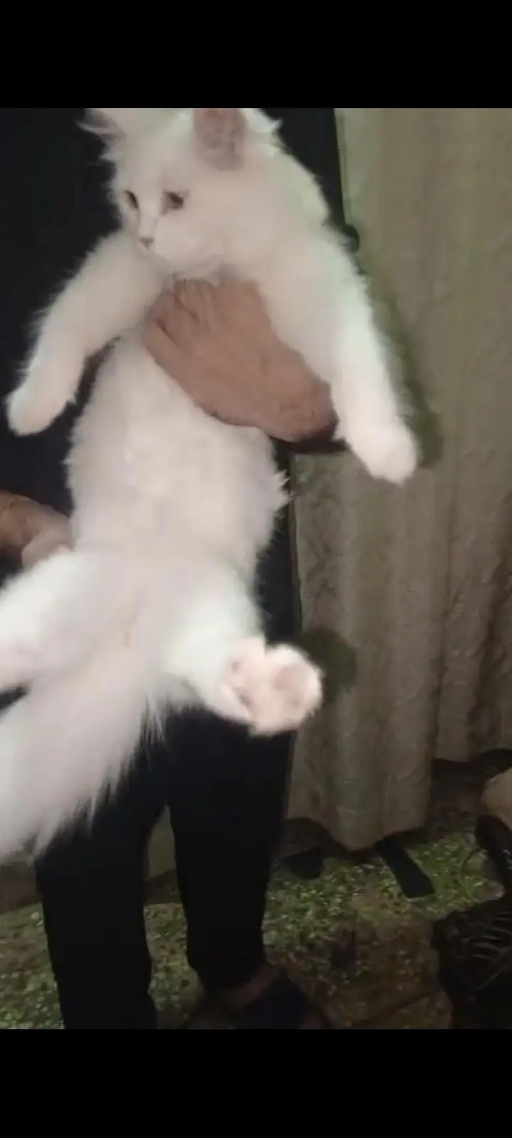Persian cat full active n friendly n plyfull — photo 4
