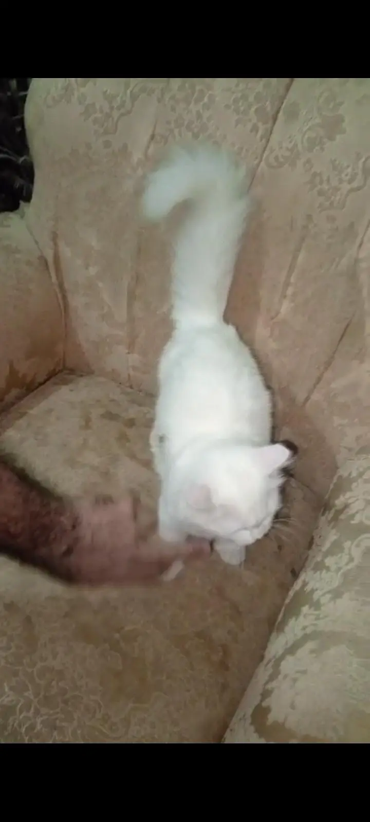 Persian cat full active n friendly n plyfull — photo 5
