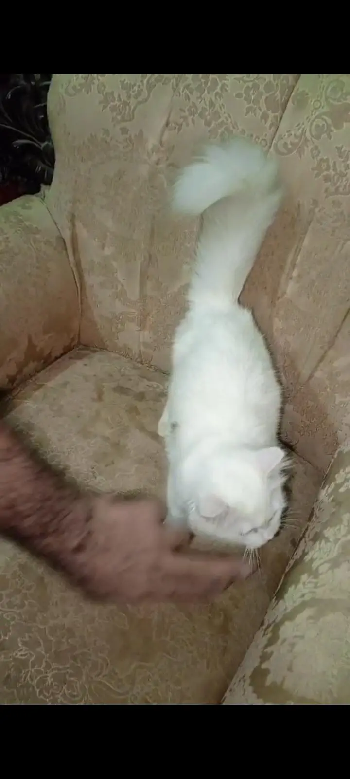 Persian cat full active n friendly n plyfull — photo 6