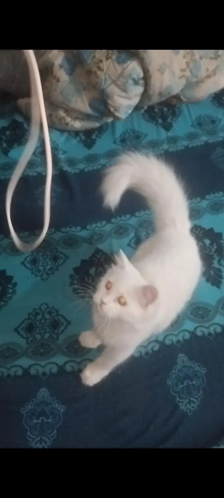 Persian cat full active n friendly n plyfull — photo 7