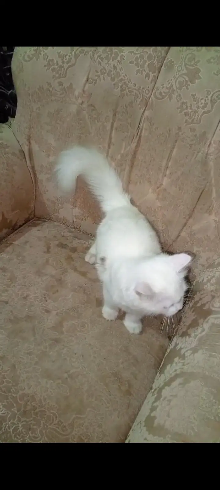Persian cat full active n friendly n plyfull — photo 8