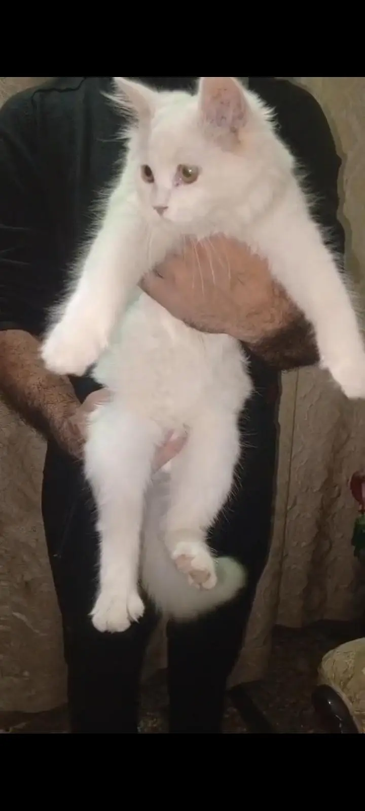 Persian cat full active n friendly n plyfull — photo 9