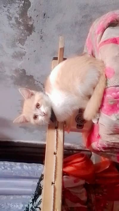 Persian Punch face single coat male aur double coat female Punch face
