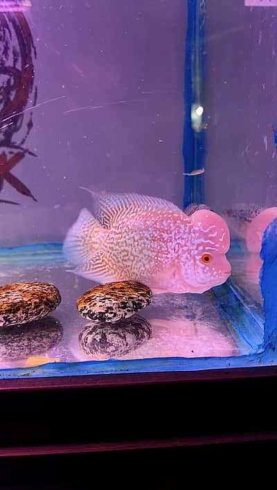 GOLDEN BASE KAMFA FLOWERHORN