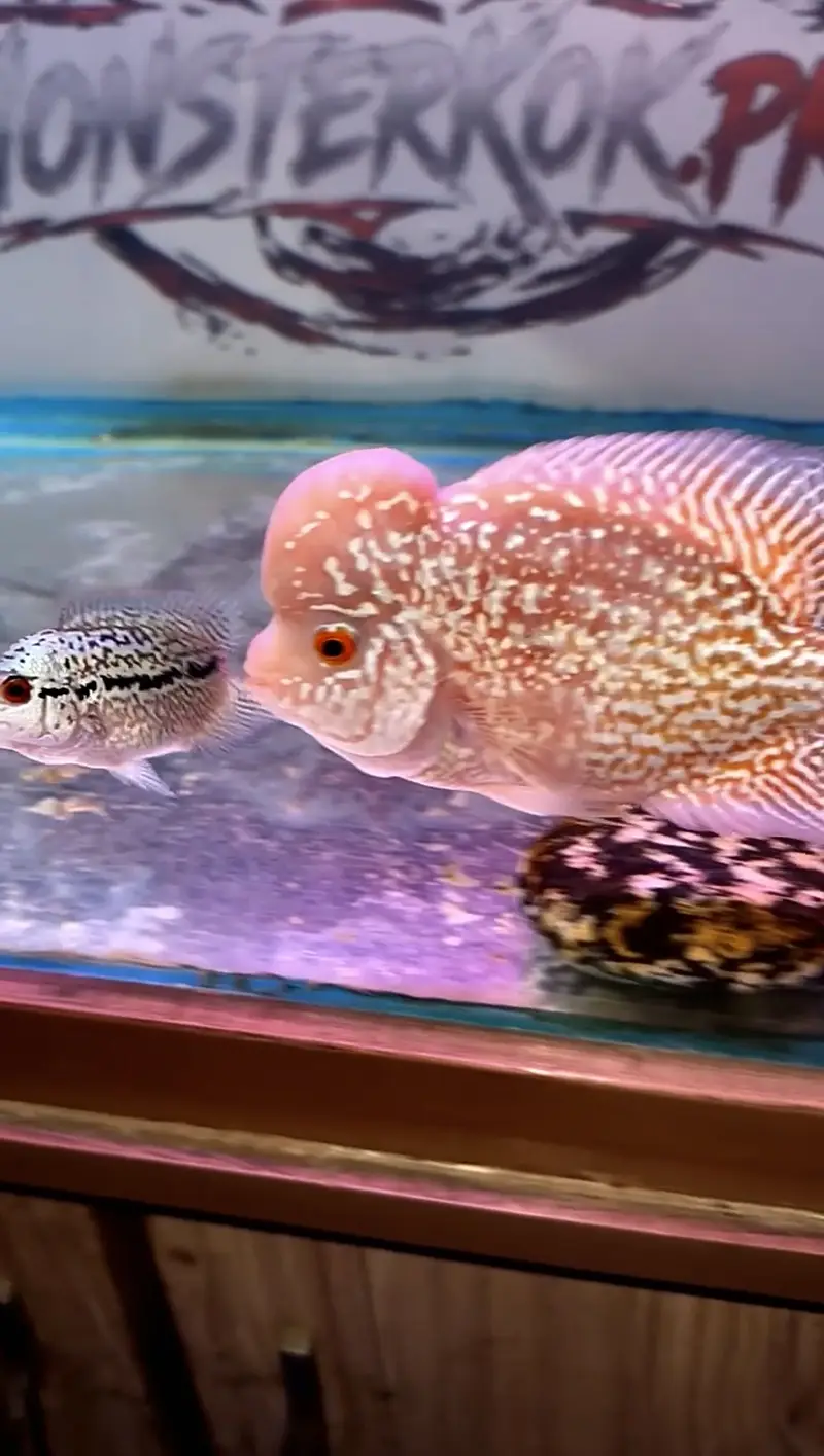 GOLDEN BASE KAMFA FLOWERHORN — photo 2