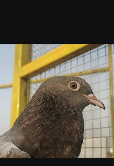 aseel high flyer pigeons for sale
