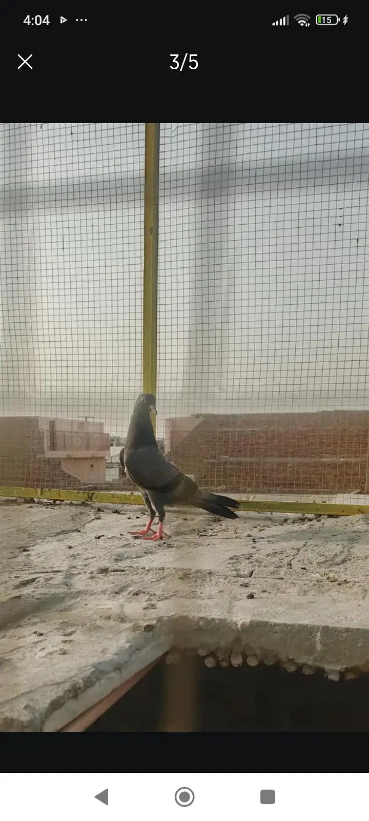 aseel high flyer pigeons for sale — photo 2