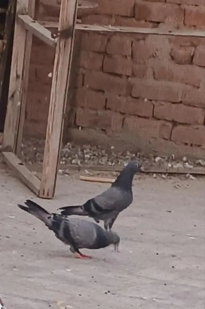 aseel high flyer pigeons for sale — photo 3