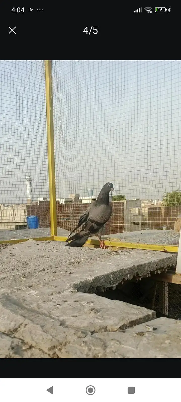 aseel high flyer pigeons for sale — photo 4