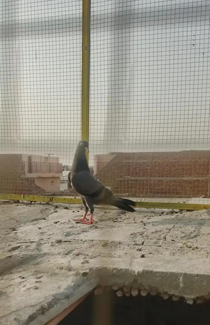 aseel high flyer pigeons for sale — photo 5