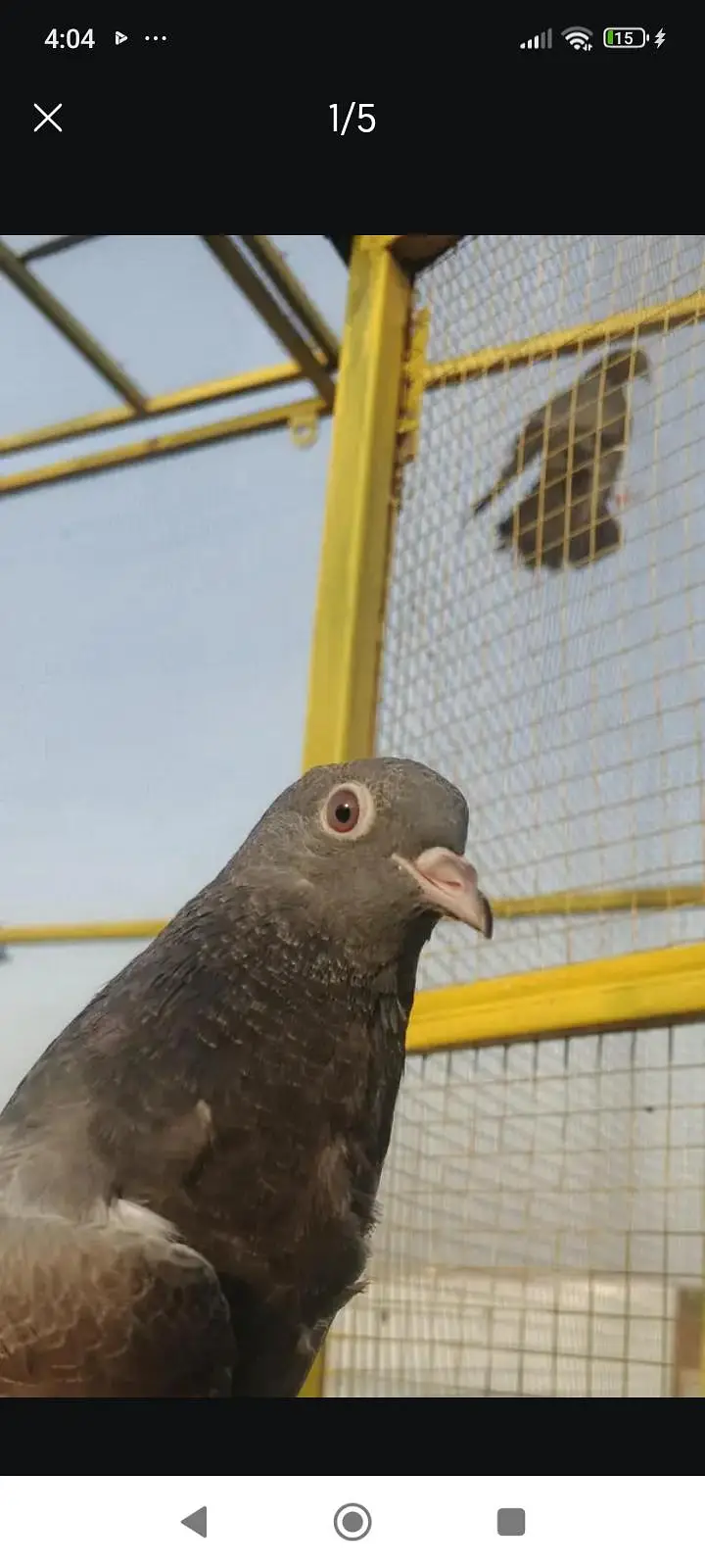 aseel high flyer pigeons for sale — photo 6
