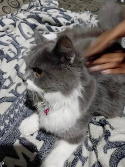 Persian Cat