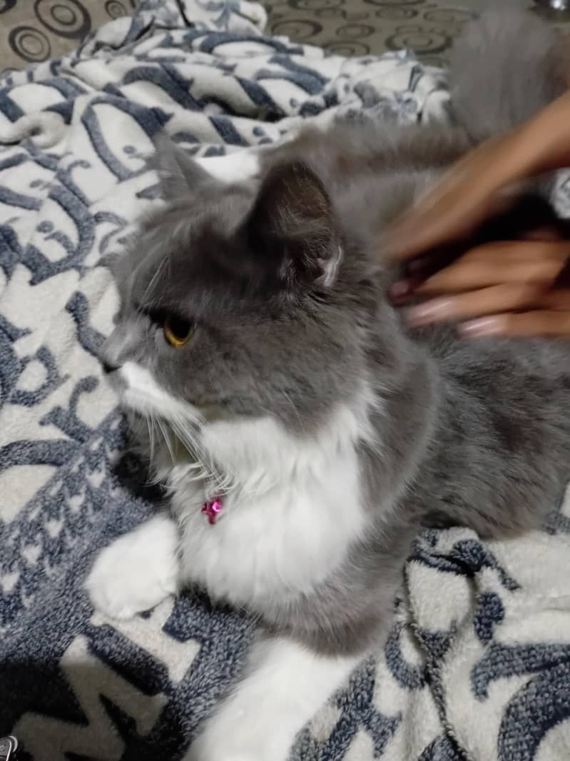 Persian Cat 0