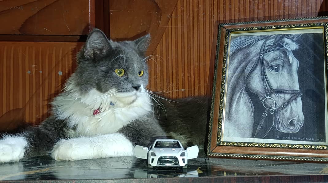Persian Cat 1