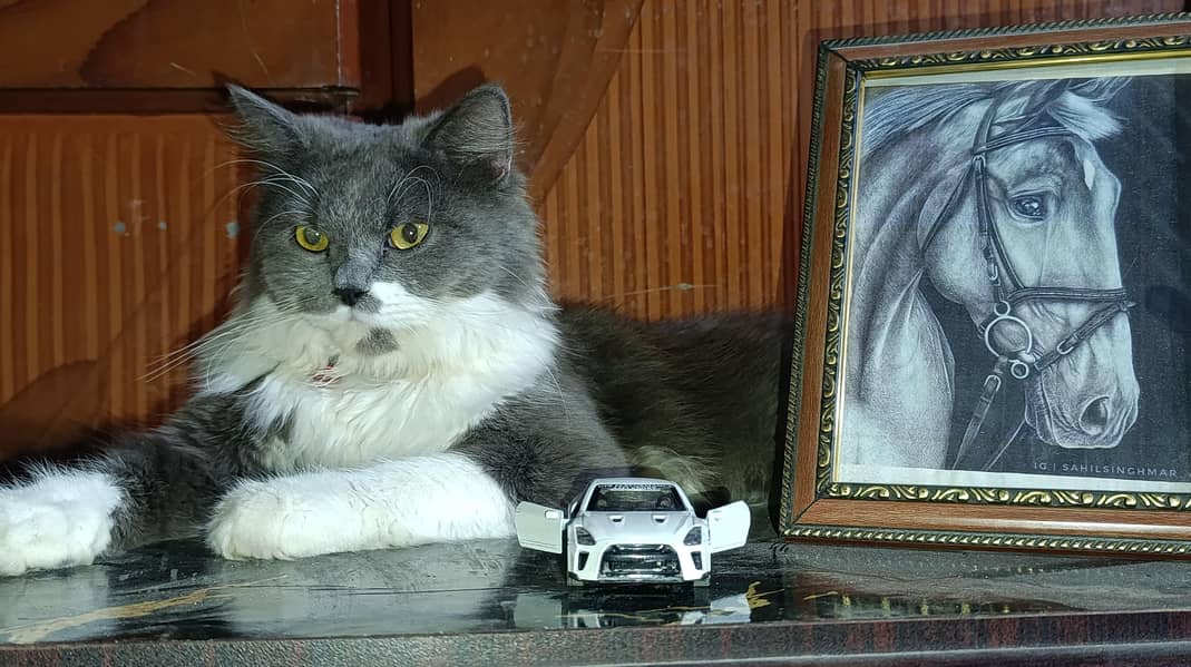 Persian Cat 2