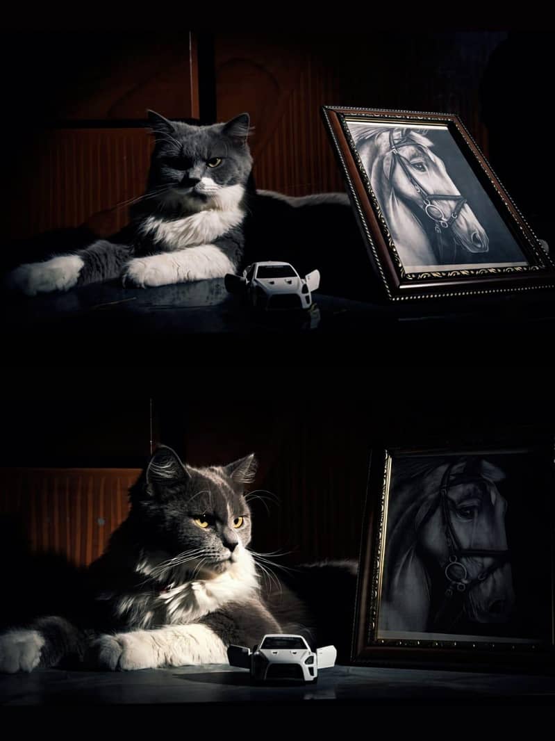 Persian Cat 3