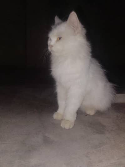 Beautiful White Persian Cat Female For Sale
