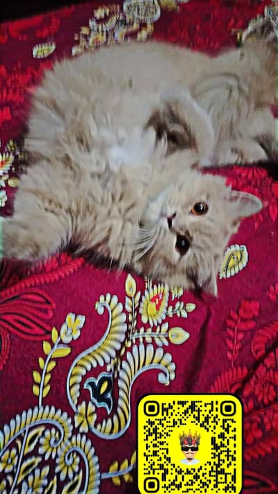 cat for sell