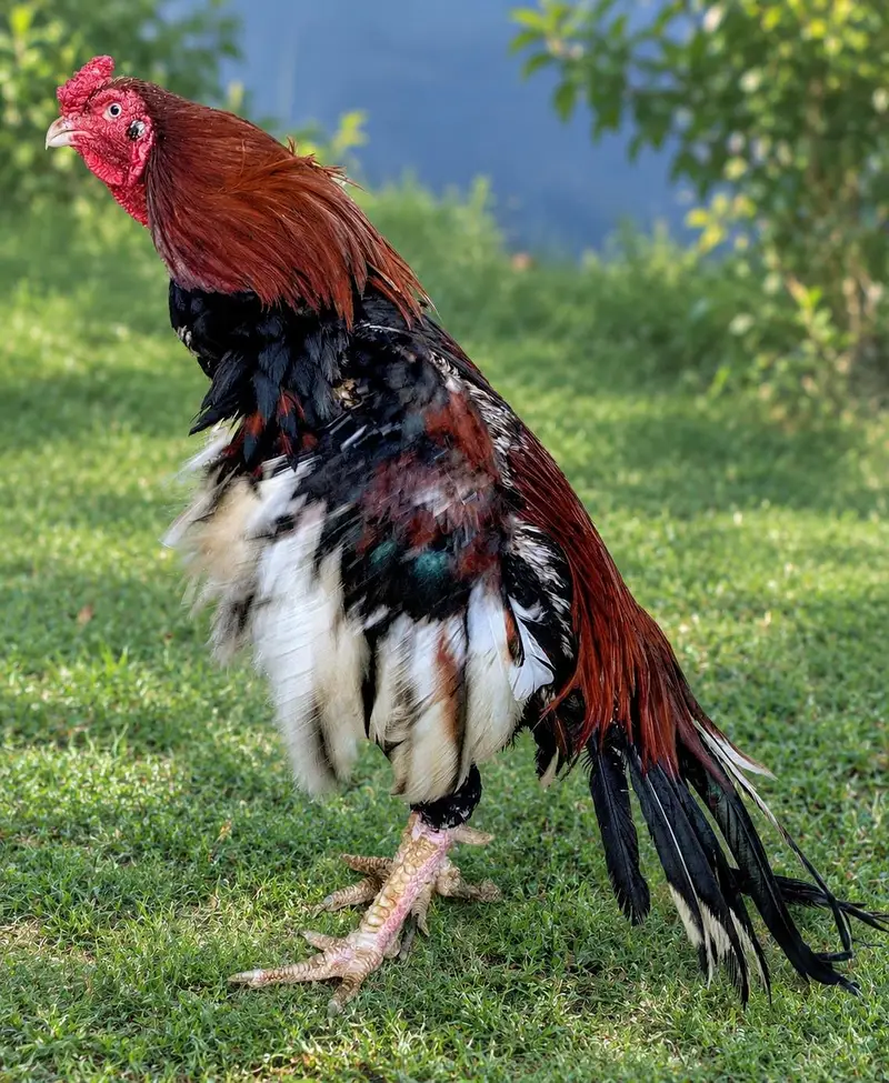 High Quality Aseel Lakha Mianwali Murga For Sale. — photo 2