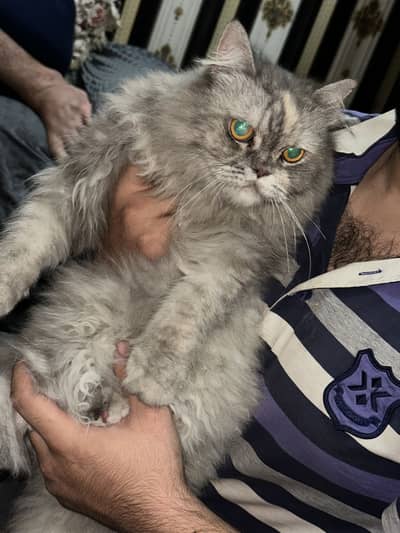 Persian cat for sale