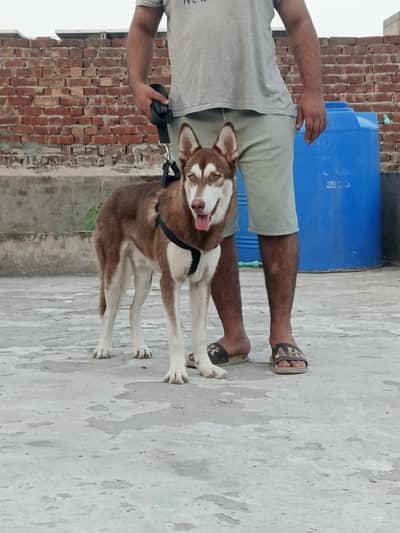husky bread