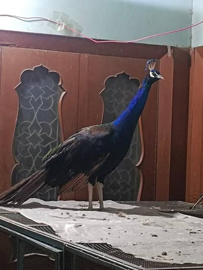| PEACOCK BLUE / BLACK Shoulder Males | num 03091333909 |