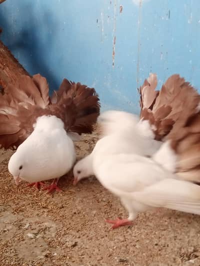 laka pegion for sale brown tail pure murghiya for sale