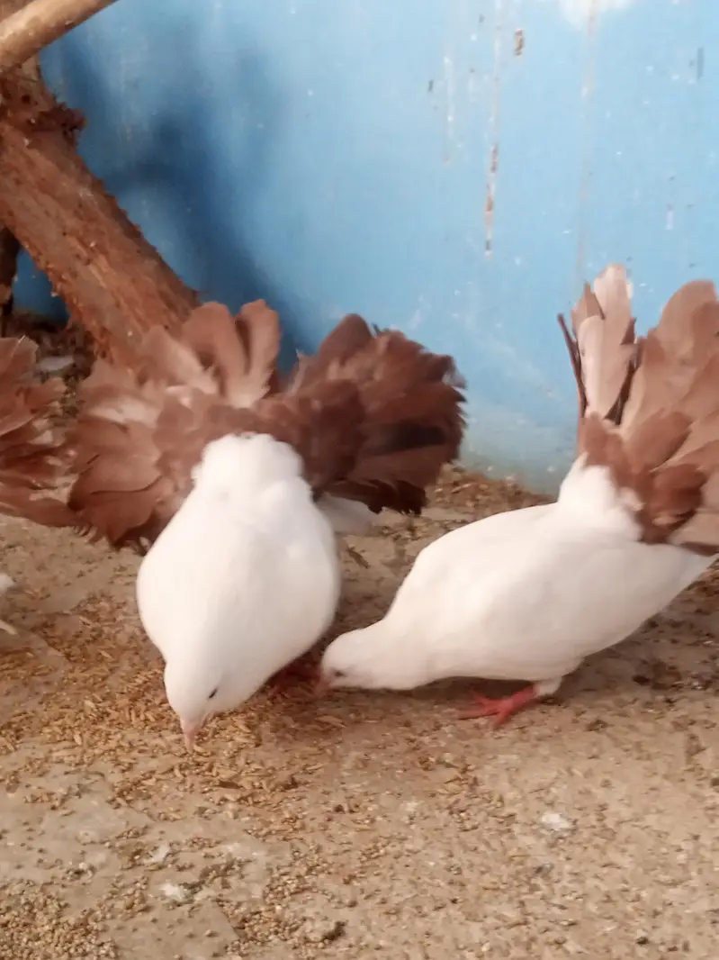 laka pegion for sale brown tail pure murghiya for sale — photo 2