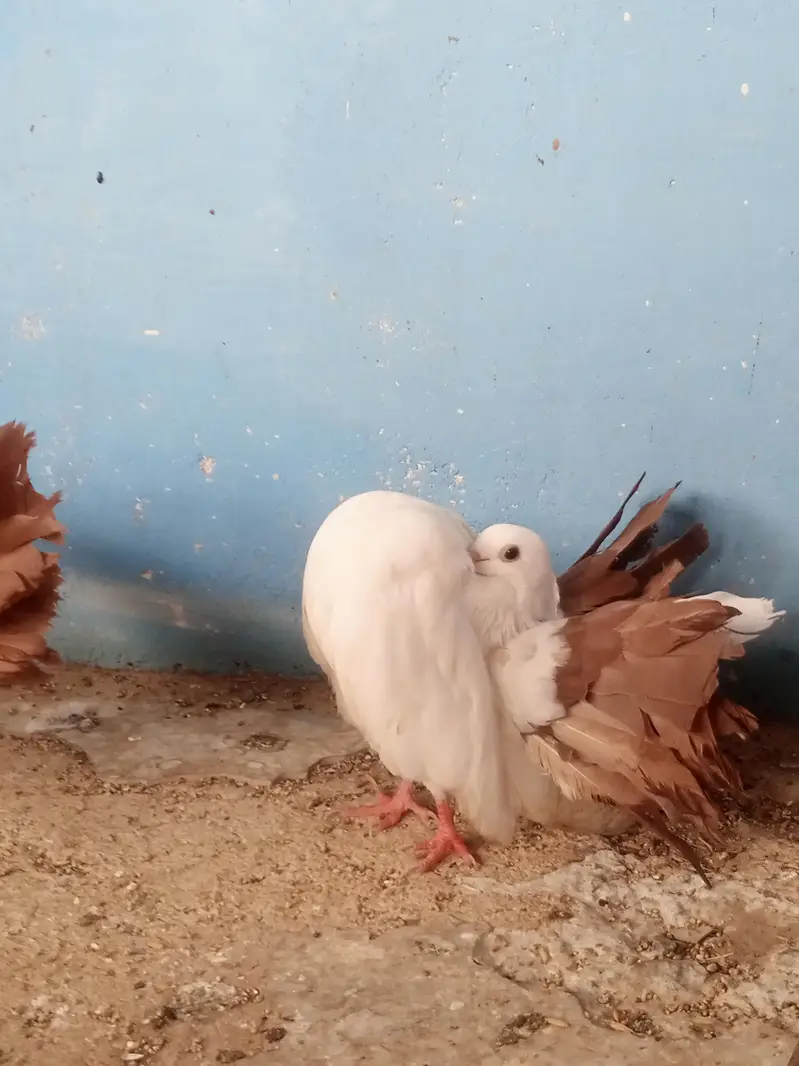 laka pegion for sale brown tail pure murghiya for sale — photo 3