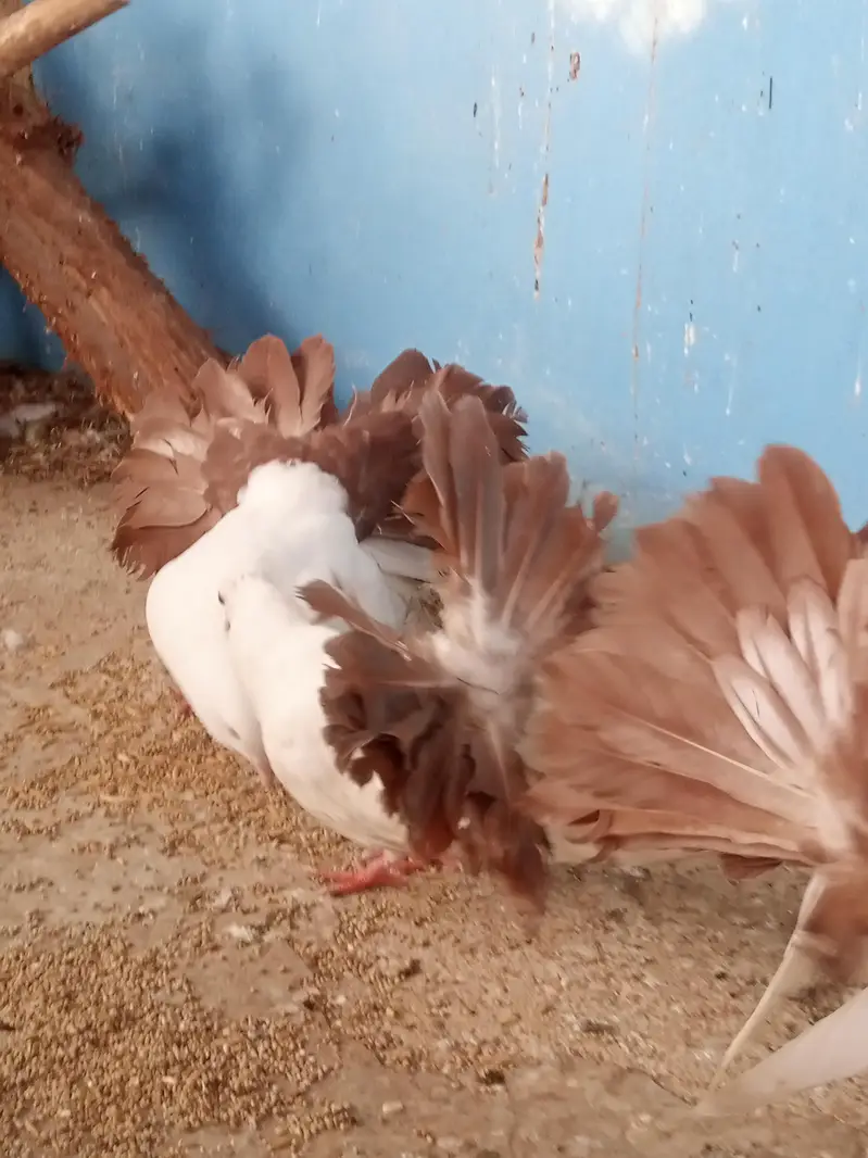 laka pegion for sale brown tail pure murghiya for sale — photo 4