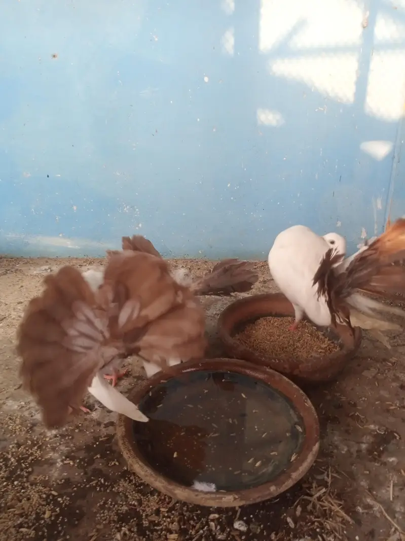 laka pegion for sale brown tail pure murghiya for sale — photo 5