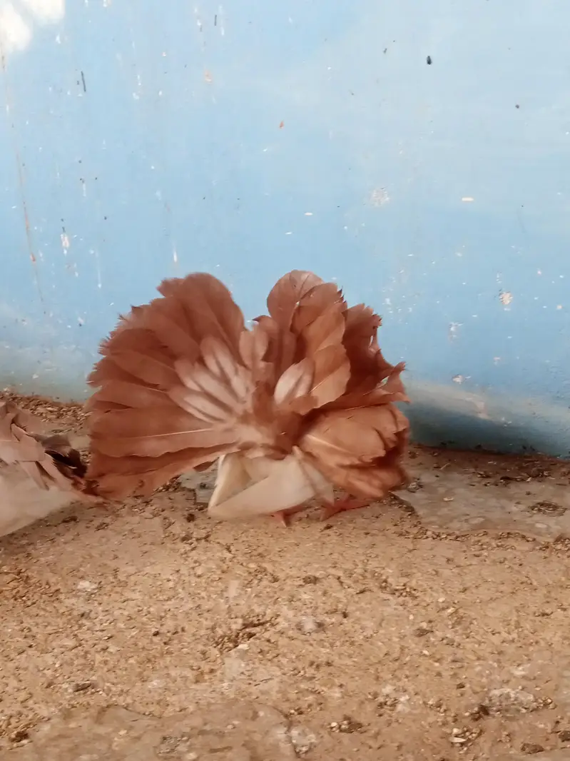 laka pegion for sale brown tail pure murghiya for sale — photo 6