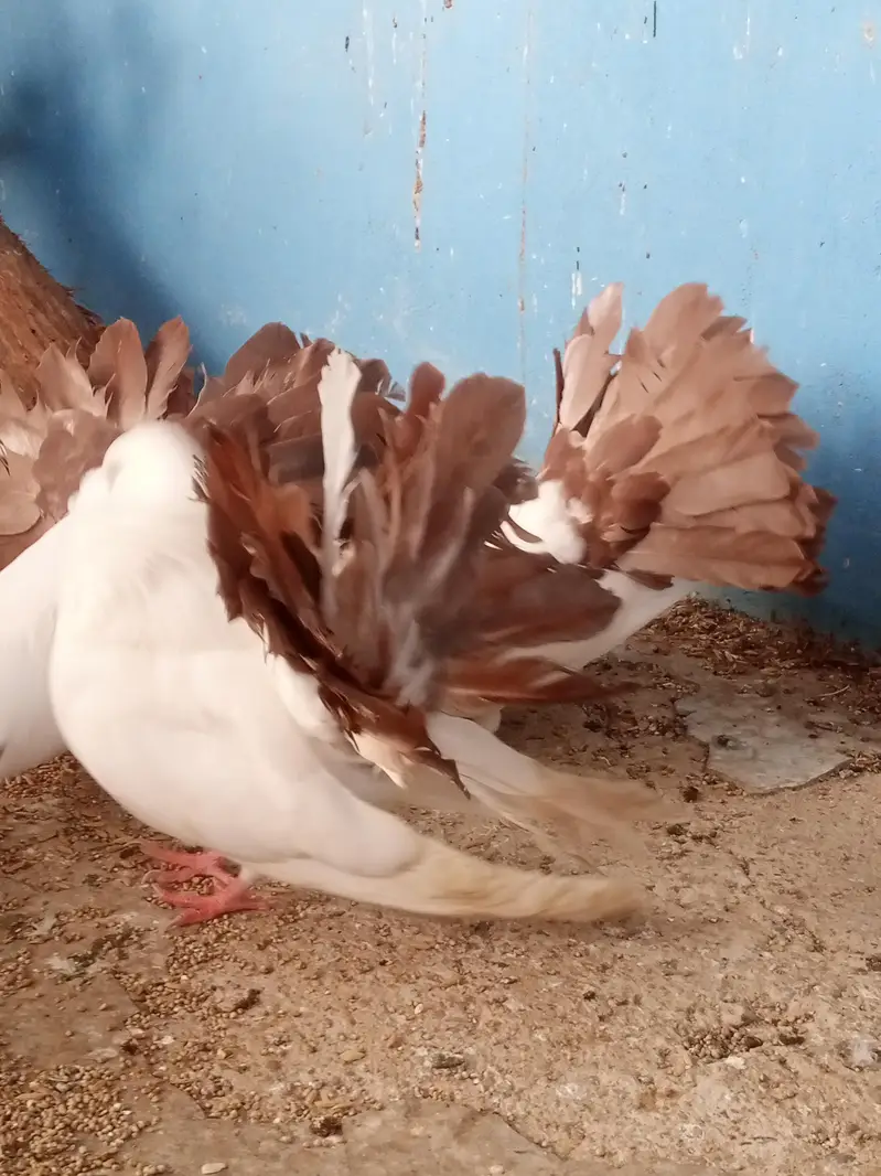 laka pegion for sale brown tail pure murghiya for sale — photo 7