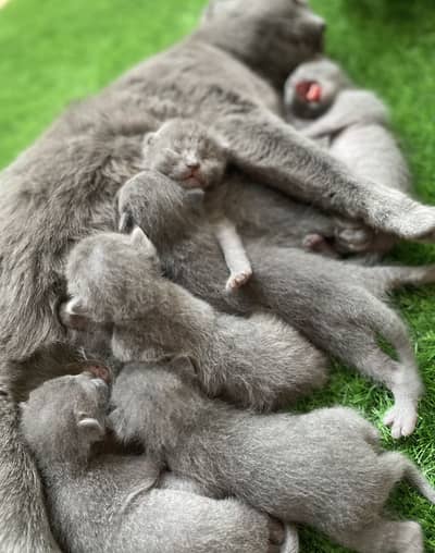 British Shorthair