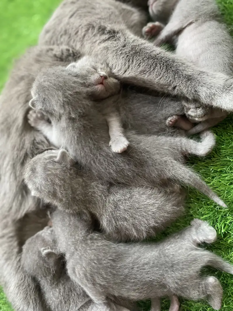 British Shorthair — photo 2