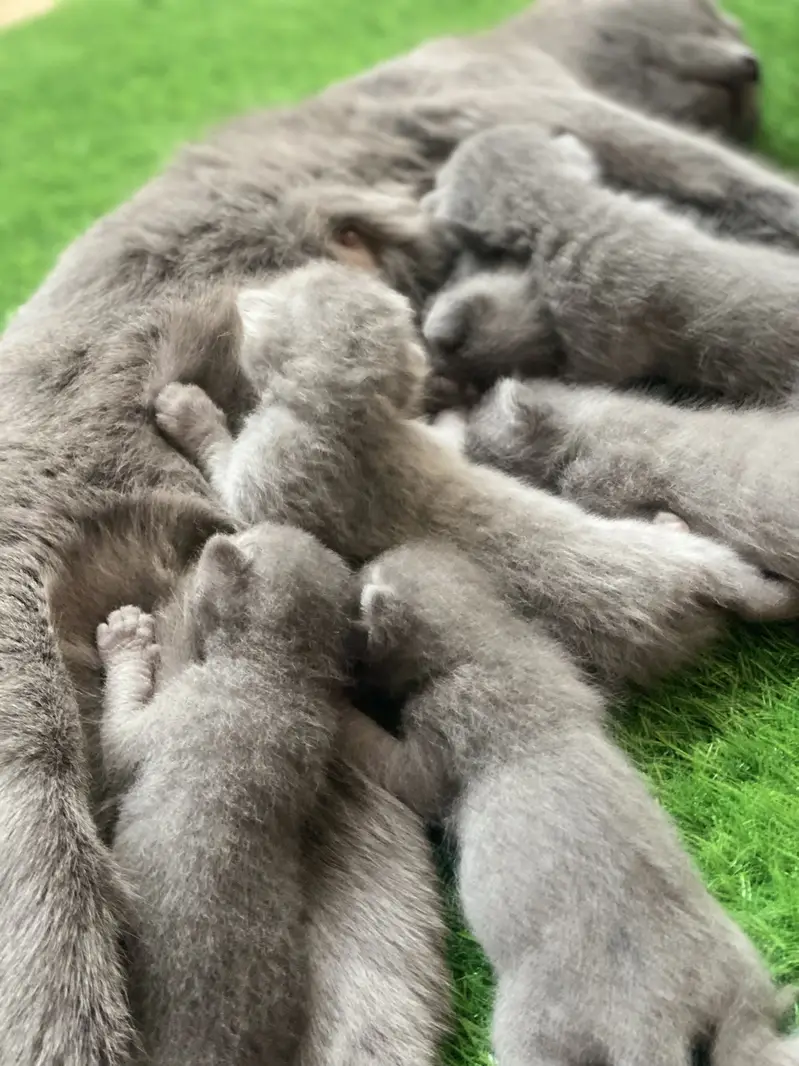 British Shorthair — photo 3